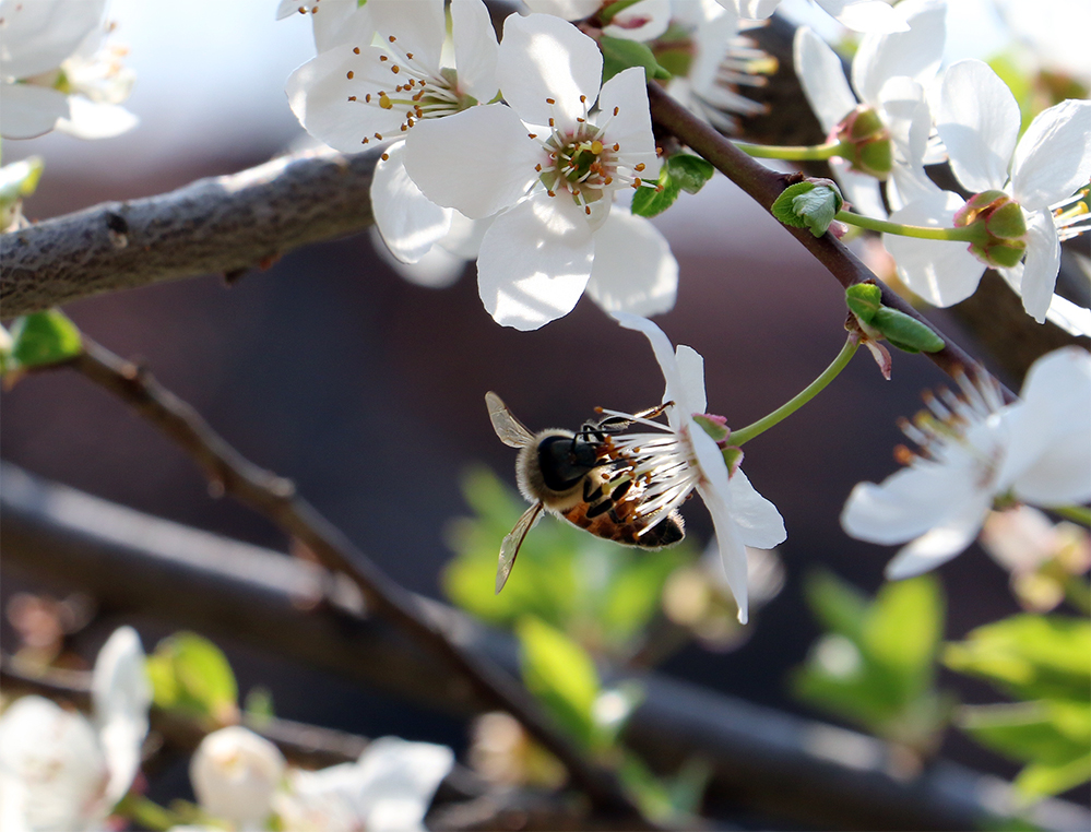 Pčela, foto: Marko Miladinović