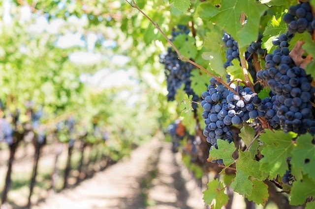 Ilustracija, vinograd, foto: Jill Wellington, pixabay