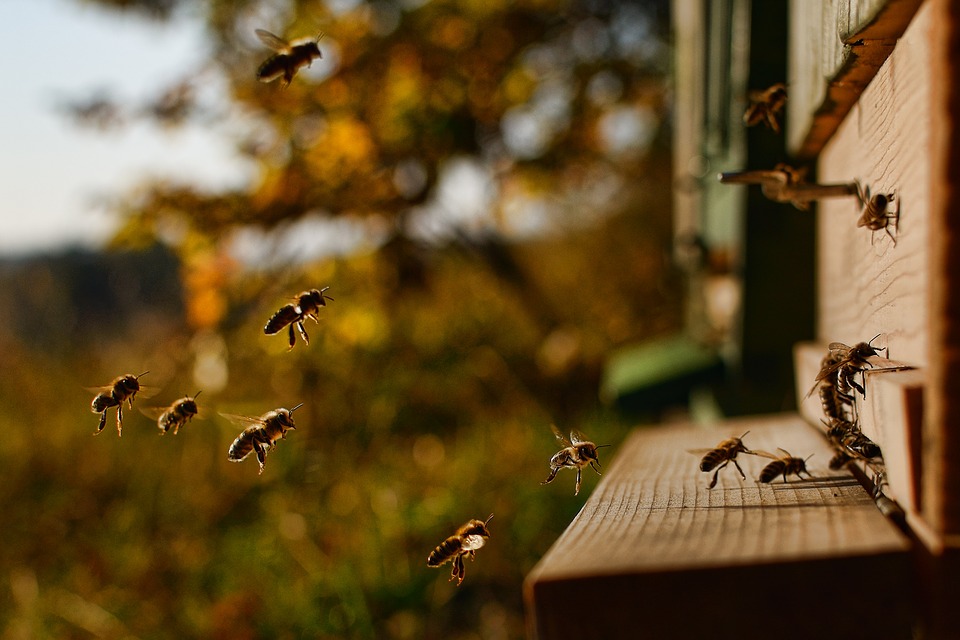 Pčele, foto: Pixabay.com, foto: Martin Tajmr