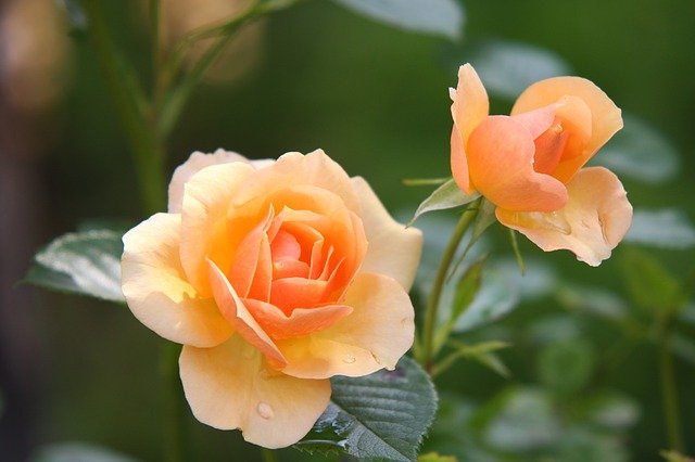 Ilustracija, ruže, foto: Pixabay, autor: Johann Reinbacher 