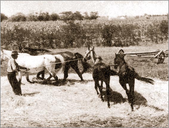 Vršidba konjima krajem 19. i početkom 20. veka, foto: ravnoplov.rs / M.S.