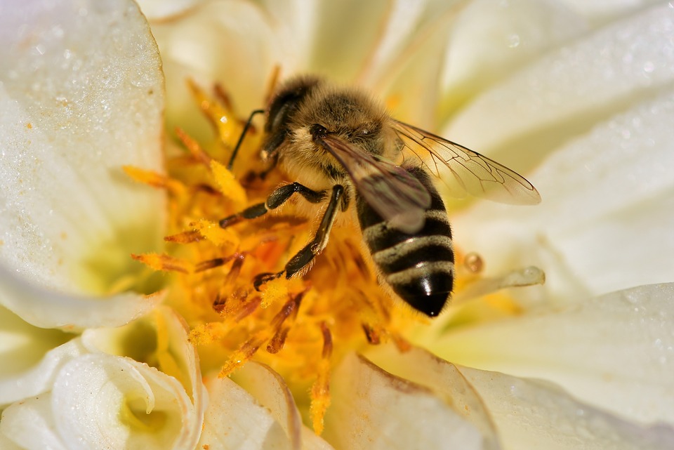 Foto ilustracija, pčela, pixabay.com