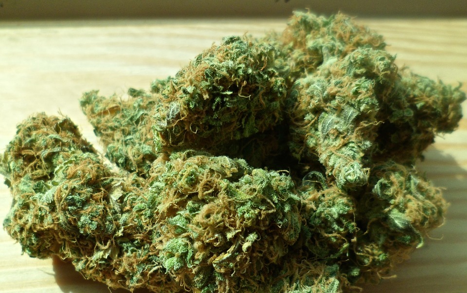 Marihuana, foto: Chuck Herrera, foto: pixabay