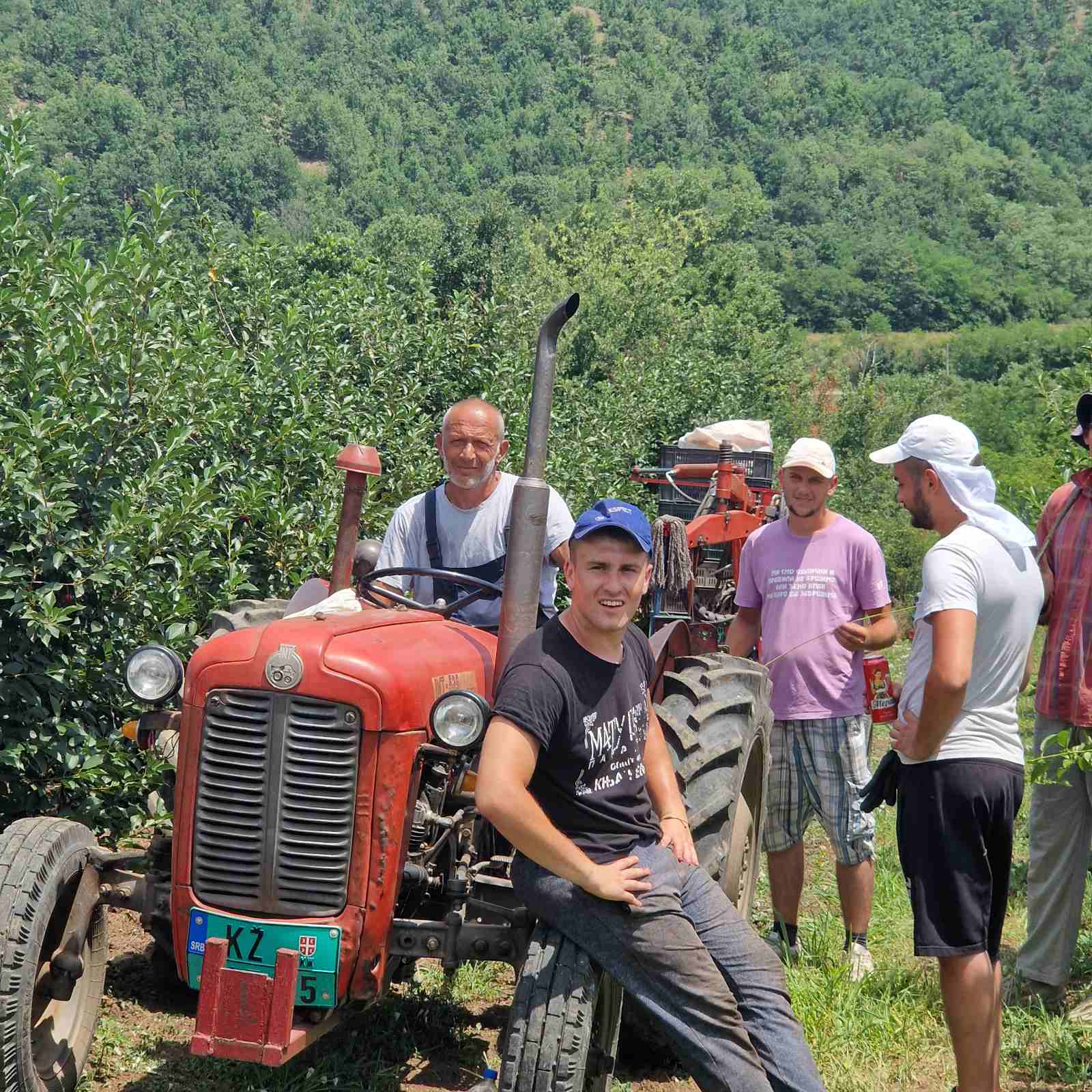 Berba višanja u Knjaževcu, foto: M.N. 