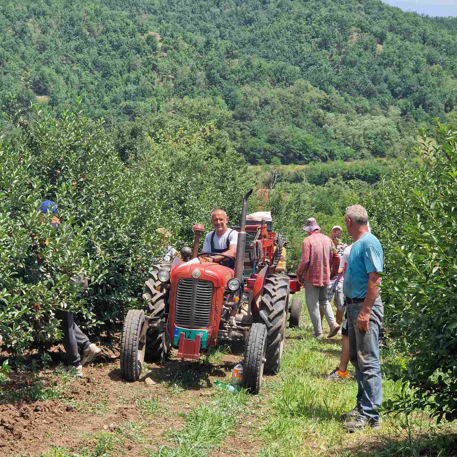 Berba višanja u Knjaževcu, foto: M.N. 