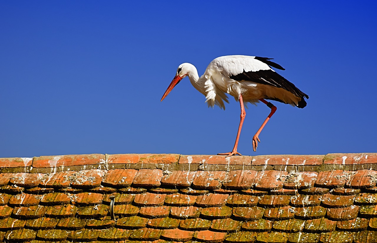 Roda, ilustracija, foto: pixabay.com