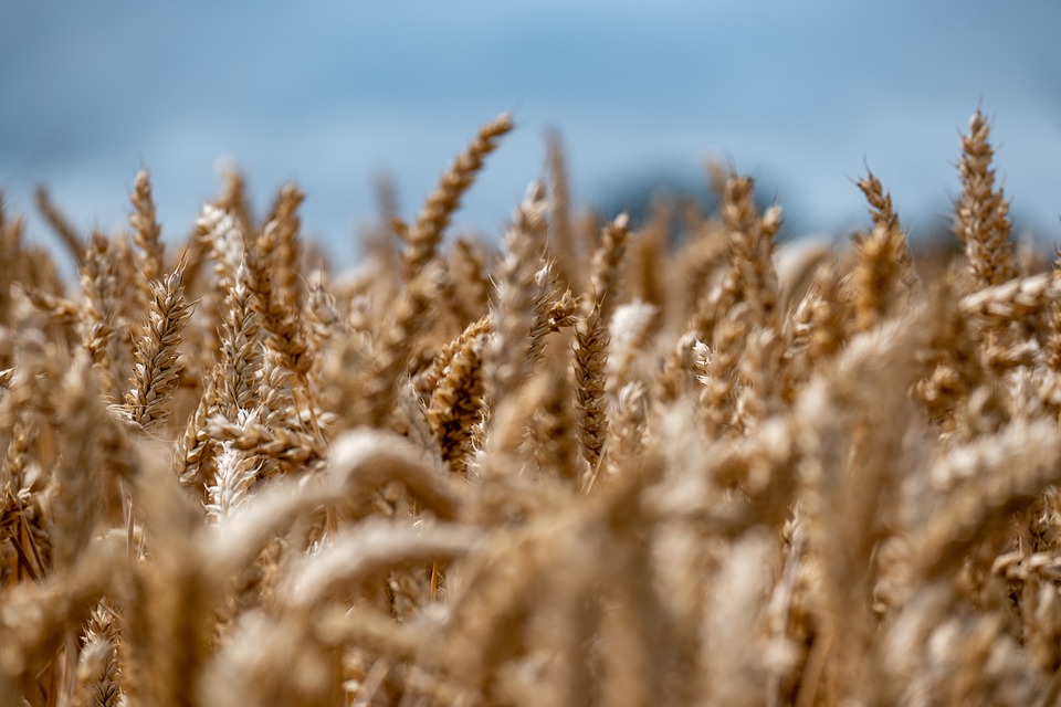 Pšenica, ilustracija, foto: Levke Hannemann, pixabay.com