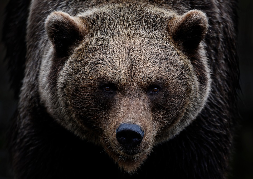 Medved, ilustracija, foto: Angela, pixabay.com
